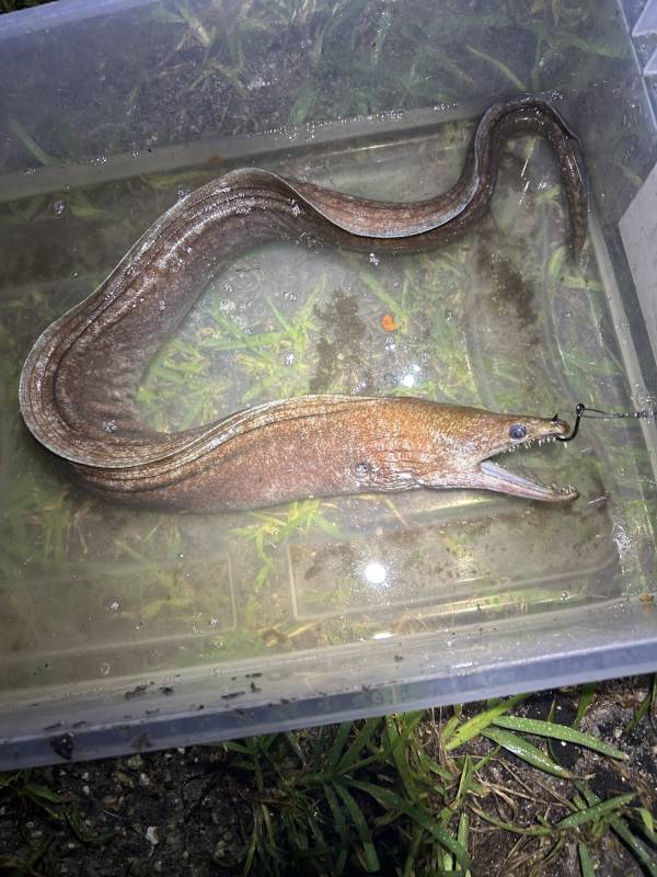 Conger eel in Coconut Creek