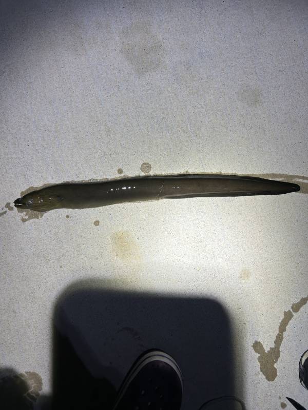 Conger eel in Coconut Creek