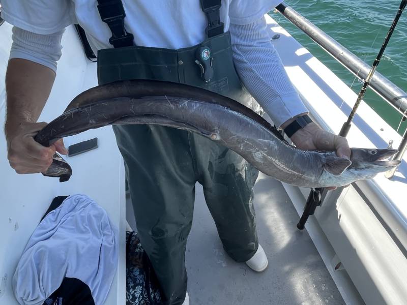 Conger eel in Dewey Beach