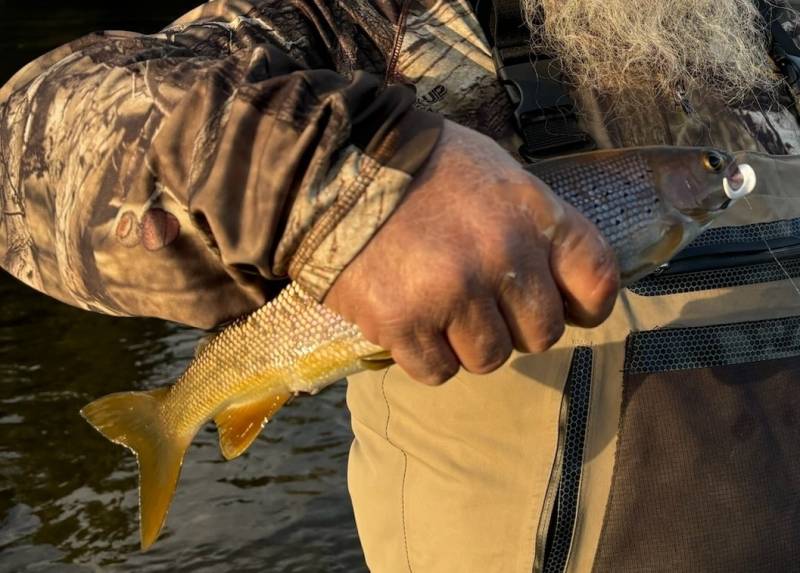 Arctic grayling in United States