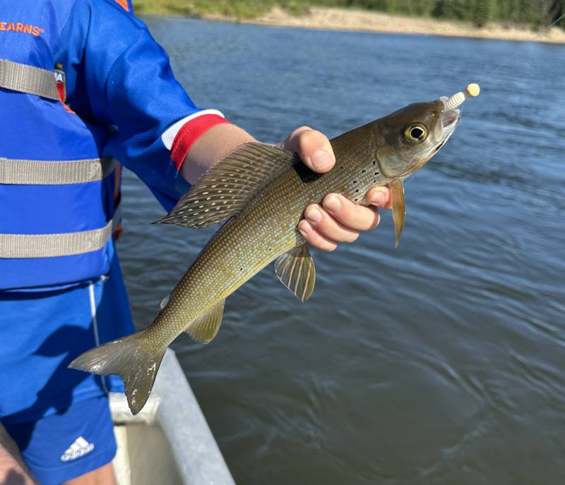 Arctic grayling in United States