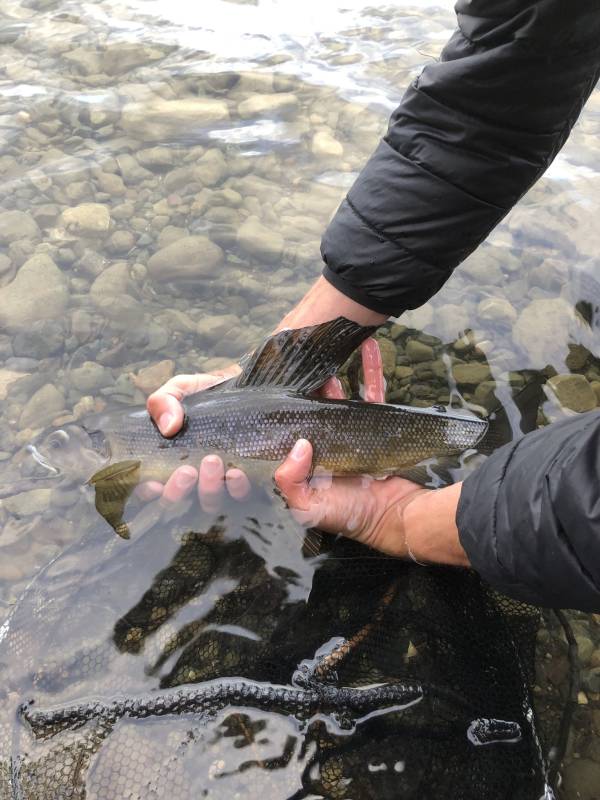 Arctic grayling in United States