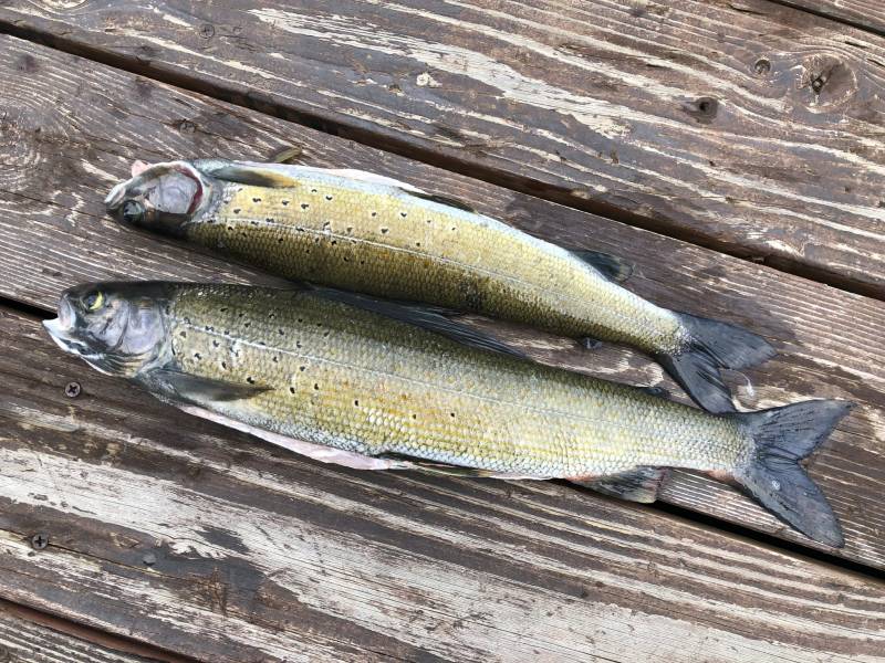Arctic grayling in United States