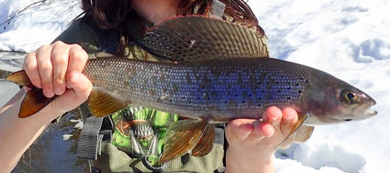 Arctic grayling in United States
