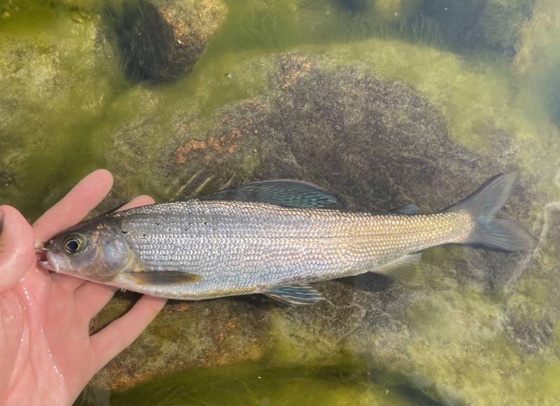 Arctic grayling in United States