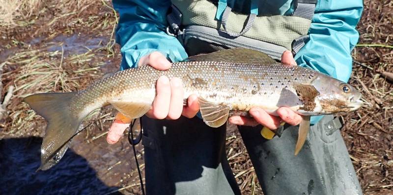 Arctic grayling in Fairbanks North Star