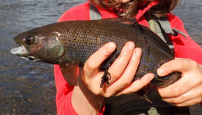 Arctic grayling in Alaska
