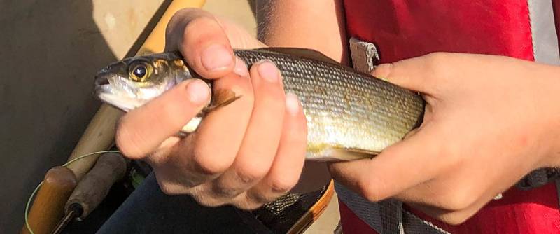 Arctic grayling in United States