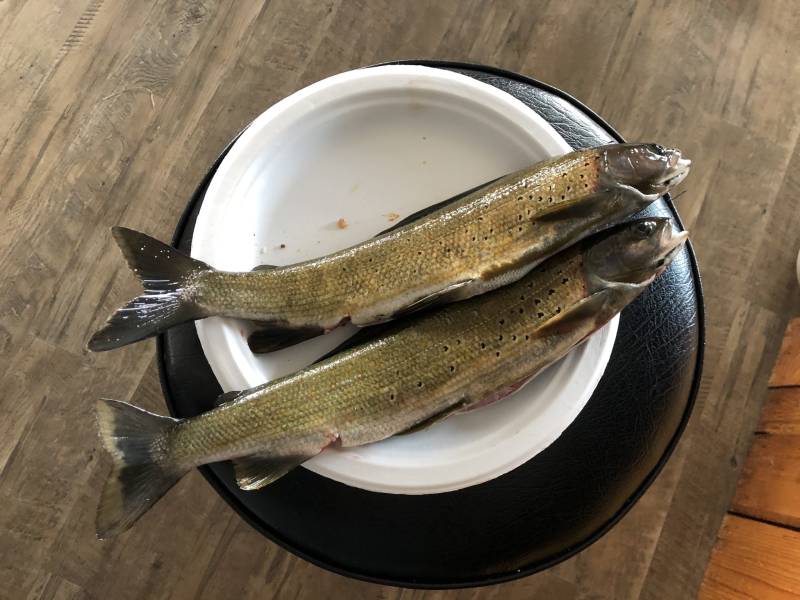 Arctic grayling in United States
