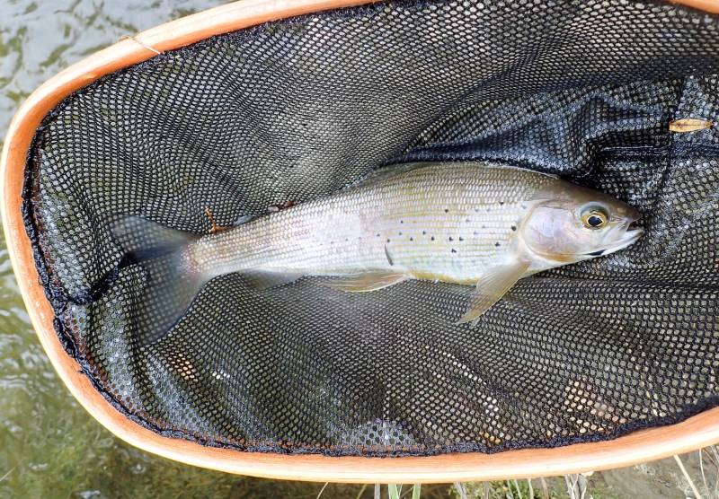 Arctic grayling in United States