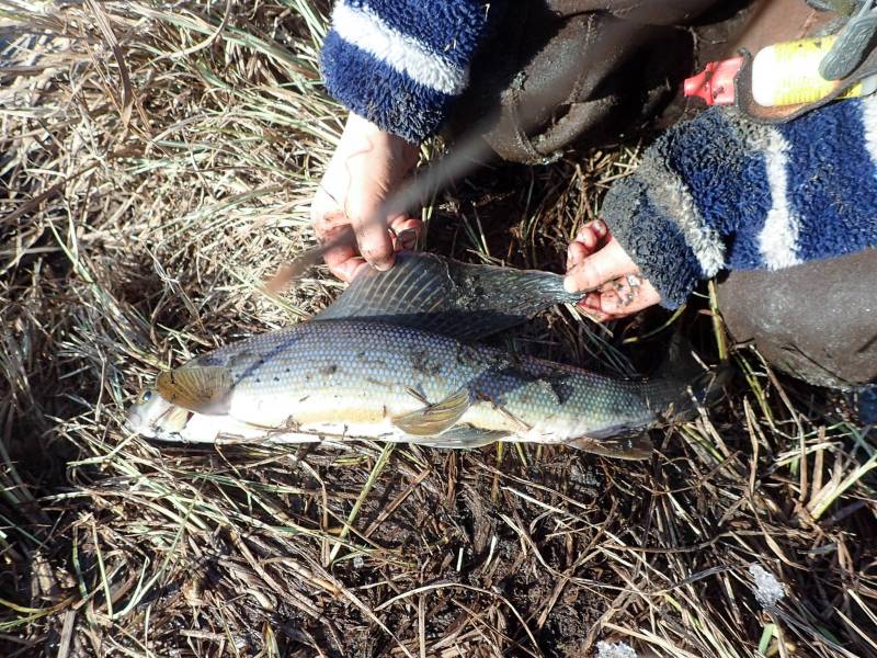 Arctic grayling in Fairbanks North Star