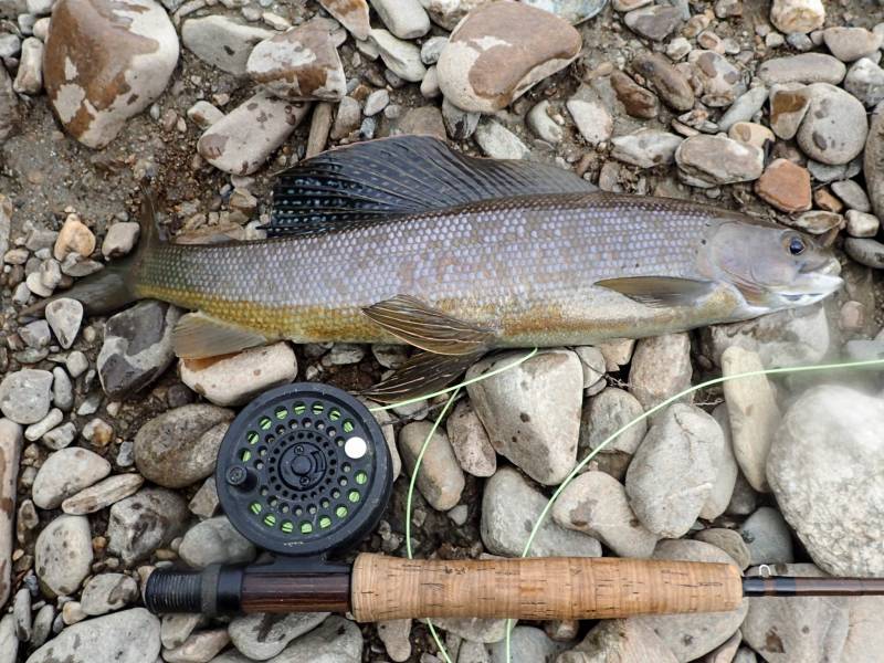 Arctic grayling in Fairbanks North Star