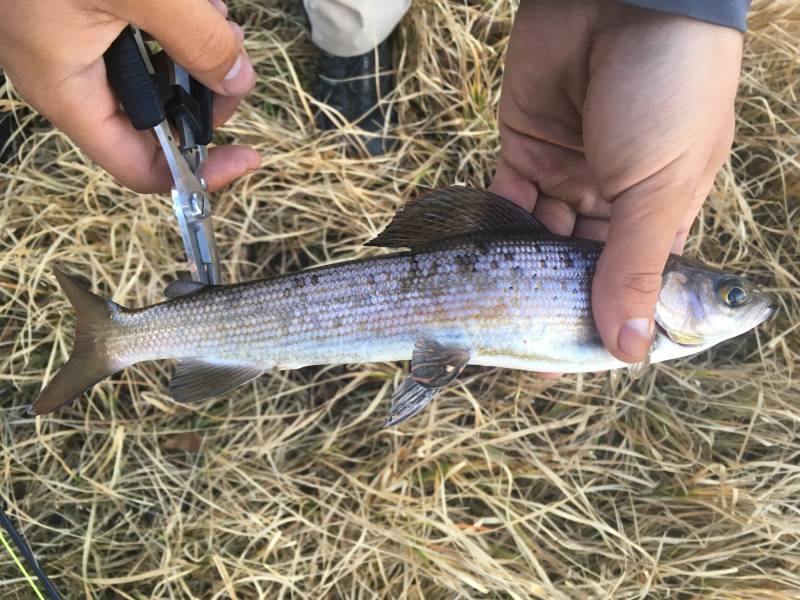 Arctic grayling in Utah