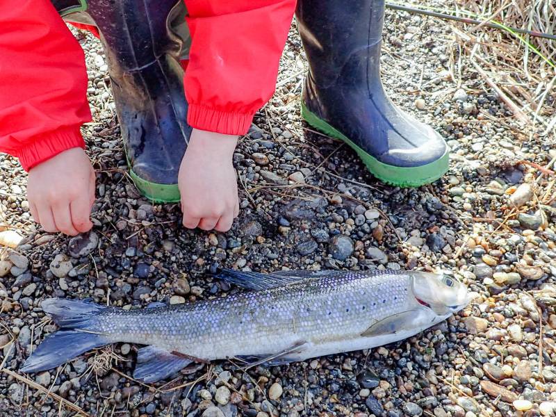Arctic grayling in Fairbanks