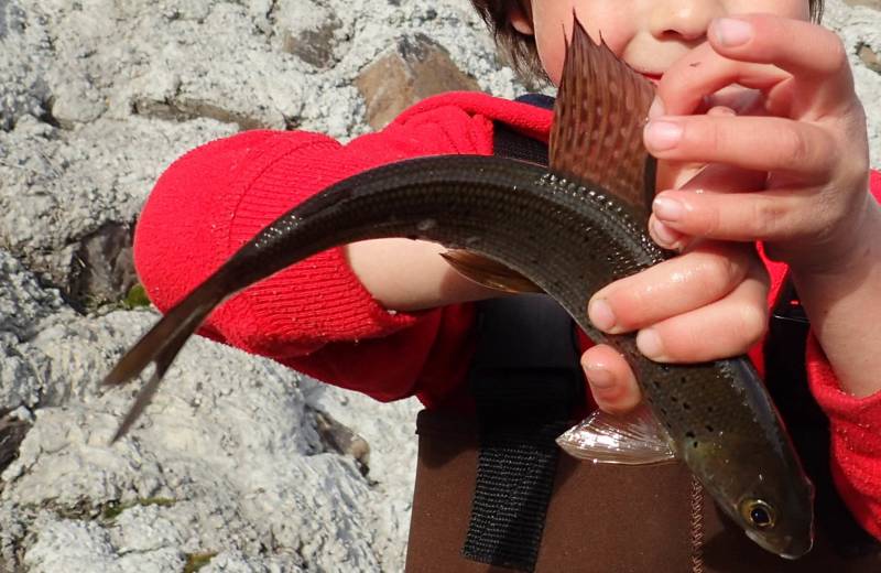 Arctic grayling in Fairbanks North Star