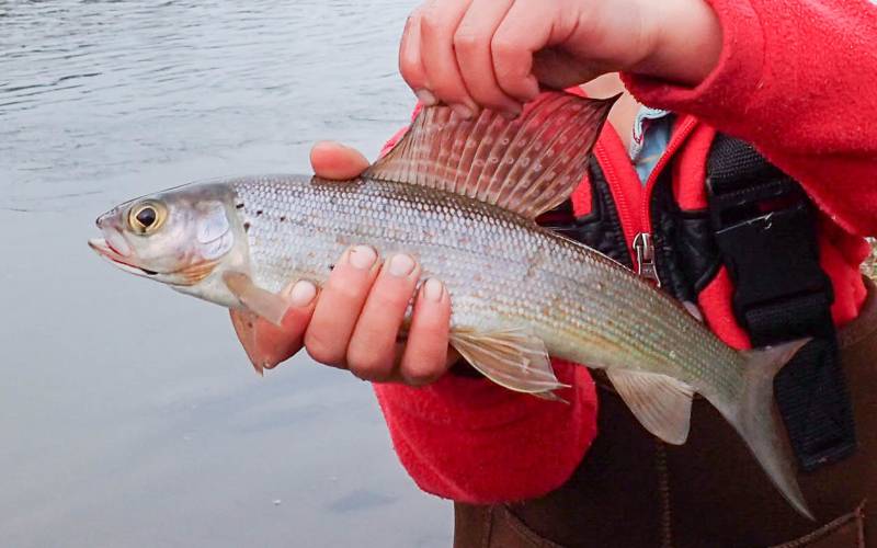 Arctic grayling in Fairbanks North Star