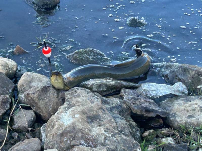 American eel in New London