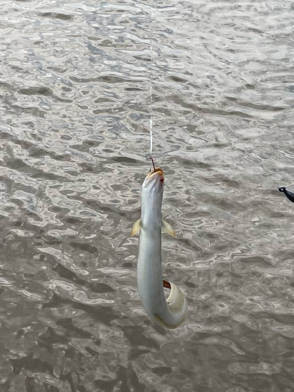 Conger eel in Middlefield