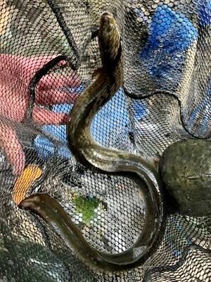 American eel in Round Rock