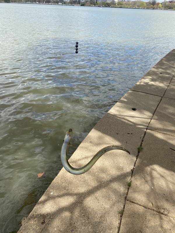 American eel in Virginia
