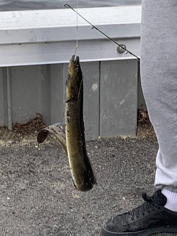 American eel in Bethany Beach