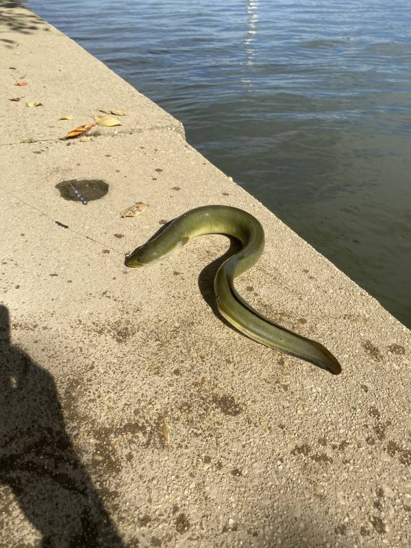 American eel in Virginia