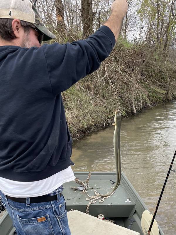 American eel in Waelder