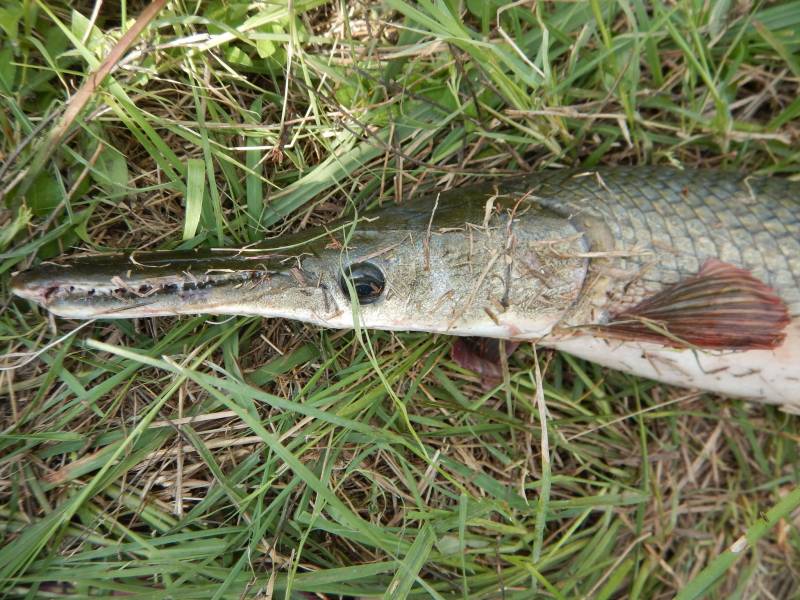 Alligator gar in Cuero