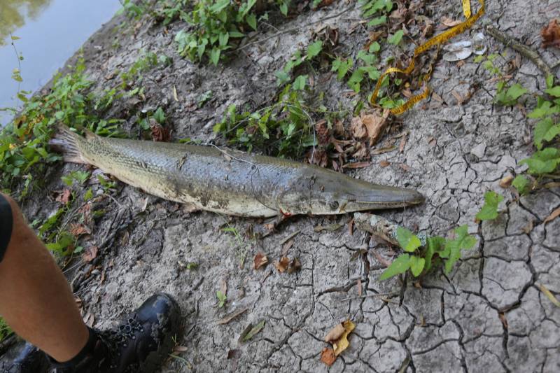 Alligator gar in Navasota