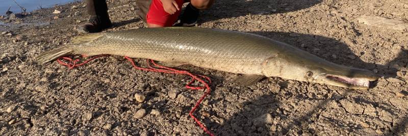 Alligator gar in Mississippi