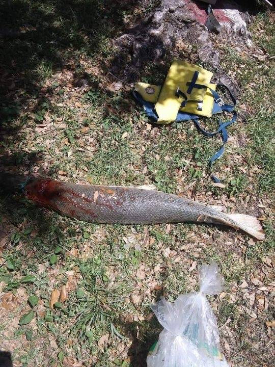 Alligator gar in Brazoria