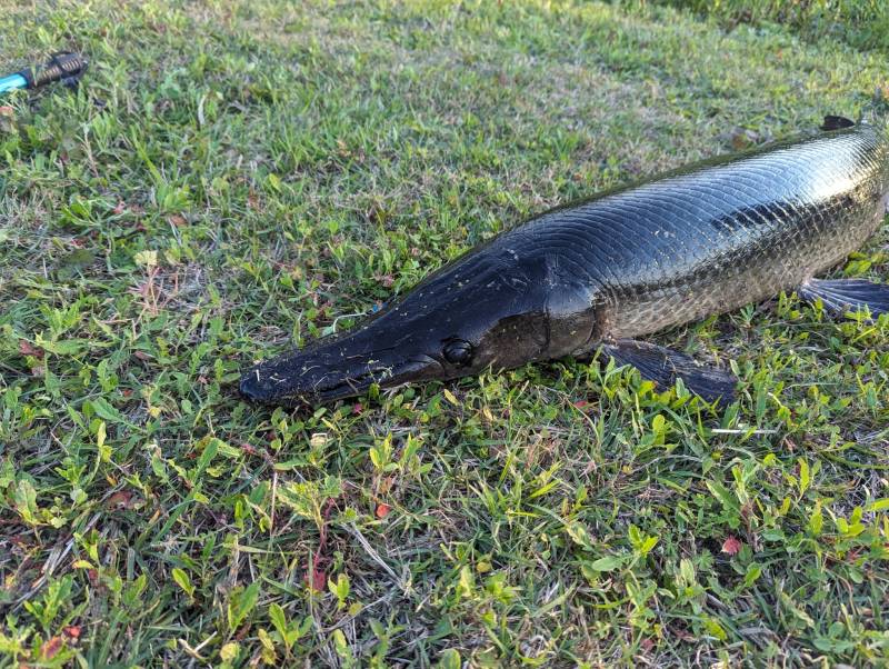 Alligator gar in Louisiana
