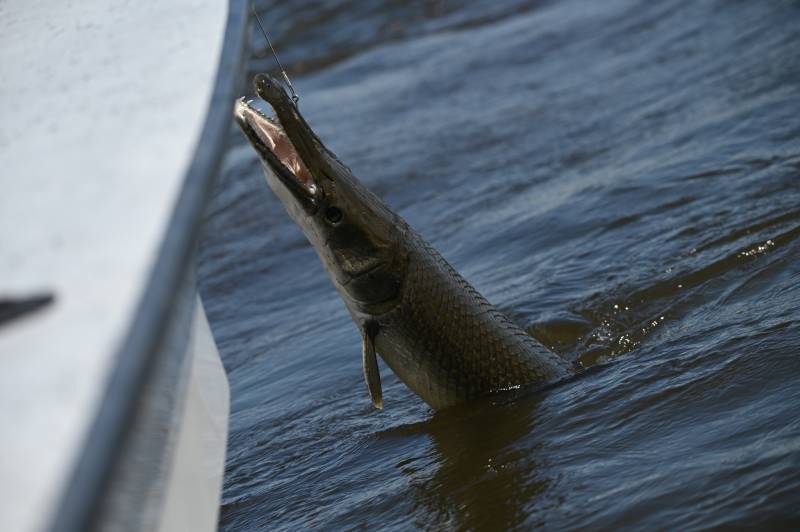 Alligator gar in Louisiana
