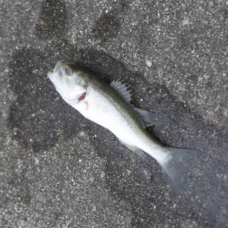 Largemouth bass in Cocoa Beach