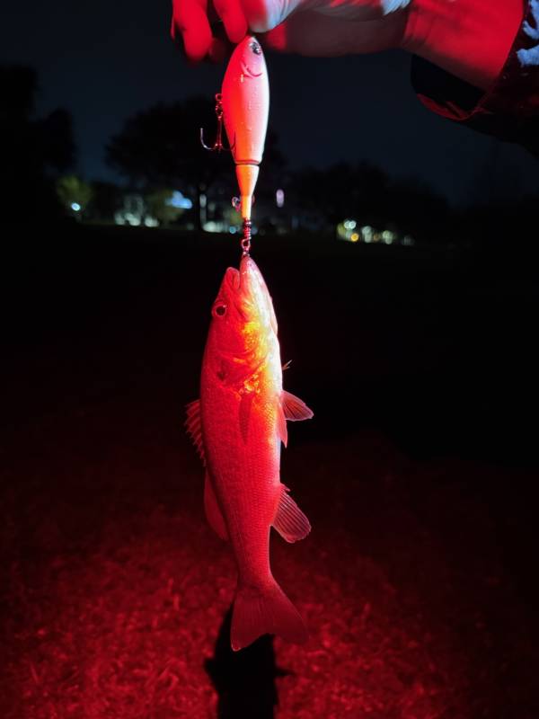 Largemouth bass in Kissimmee