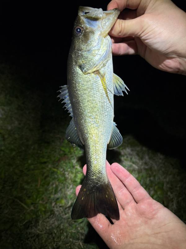 Largemouth bass in Orange County