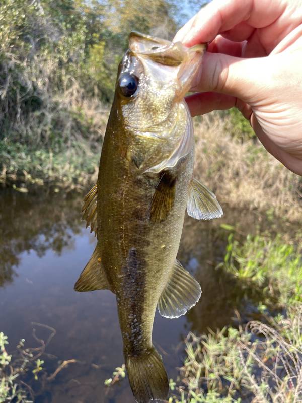 Largemouth bass in Kissimmee
