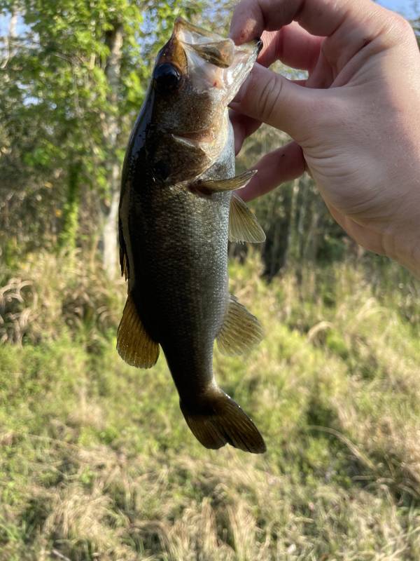 Largemouth bass in Kissimmee