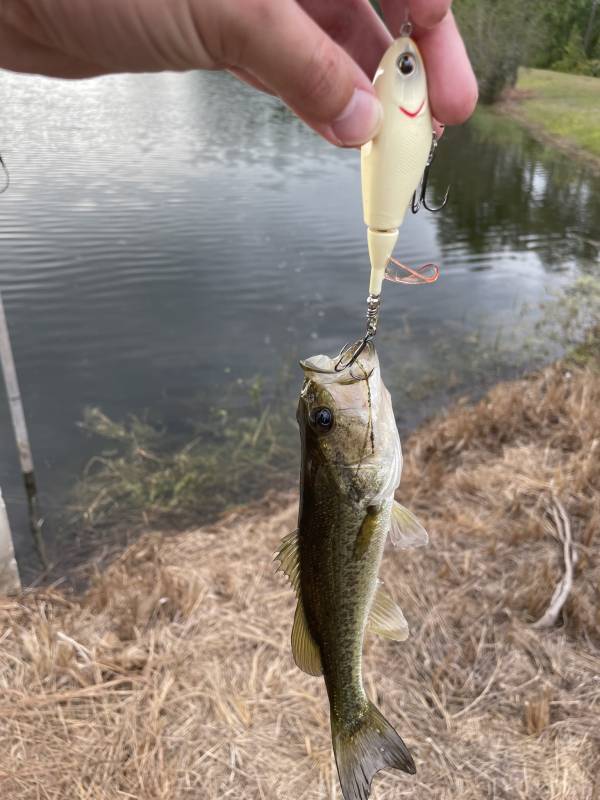 Largemouth bass in Kissimmee