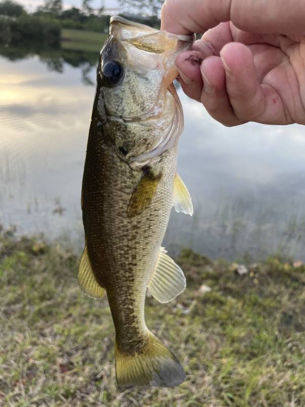 Largemouth bass in Kissimmee