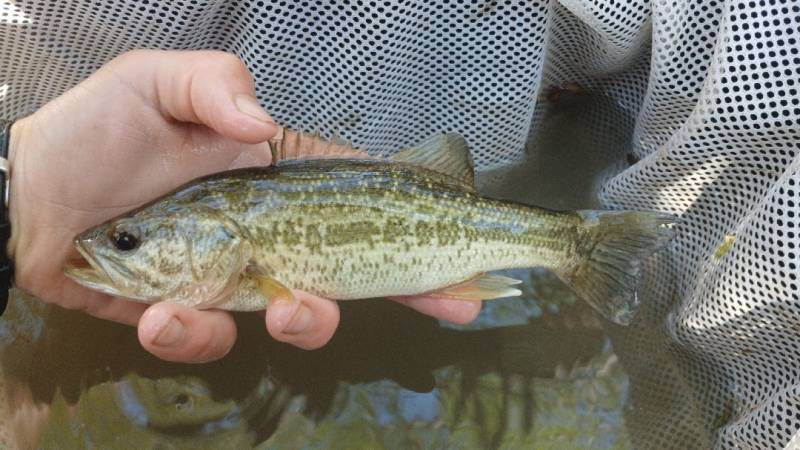 Largemouth bass in Travelers Rest
