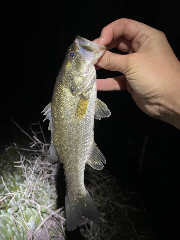 Largemouth bass in Kissimmee