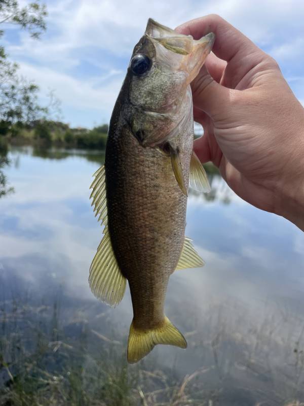 Largemouth bass in Kissimmee