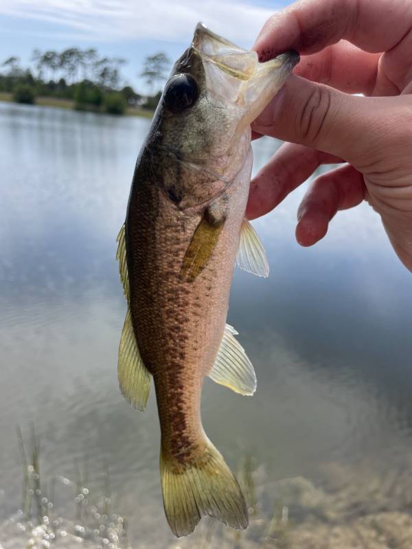 Largemouth bass in Kissimmee