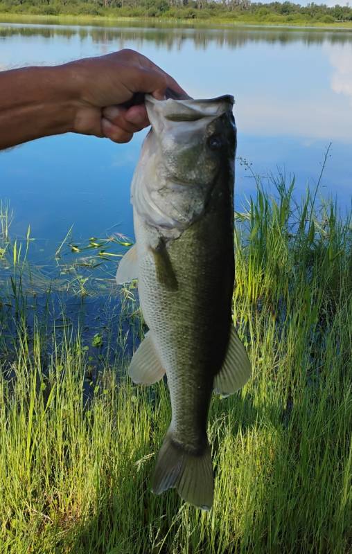Largemouth bass in United States