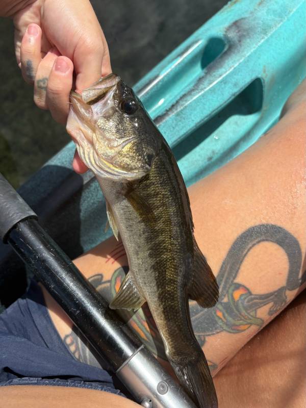 Largemouth bass in Saint Marks