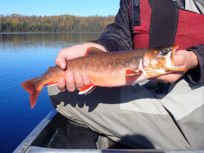 Arctic char in United States