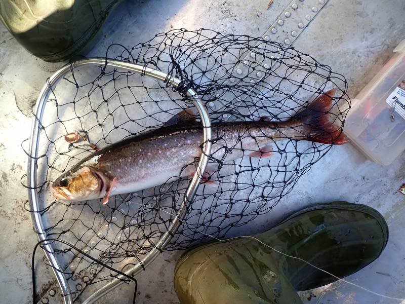 Arctic char in United States