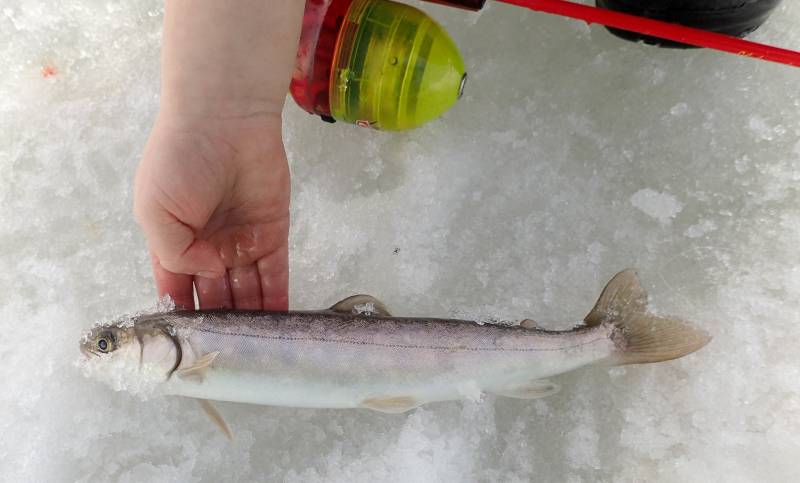 Arctic char in United States