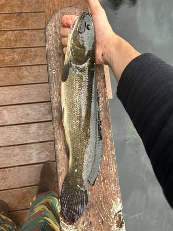 Bowfin in Kissimmee